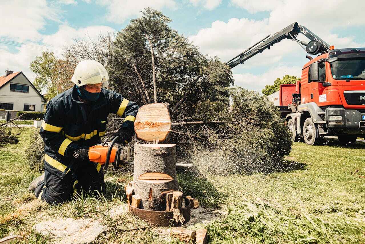 Best Tree Cutting Near Me  in USA